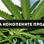 Пазарът на конопени продукти у нас