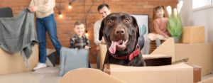 преместване на дома с куче